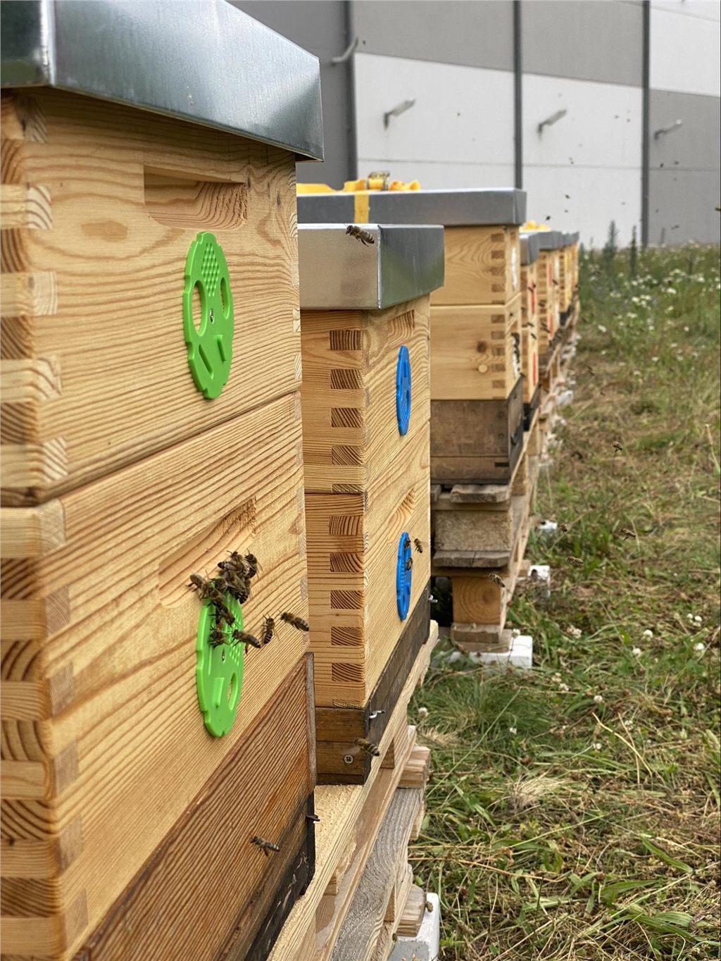 Pursa 的蜂箱入口 Pursa 的蜂箱入口